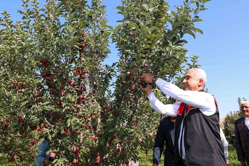 Muş’ta elma hasadından 25 milyon lira gelir bekleniyor
