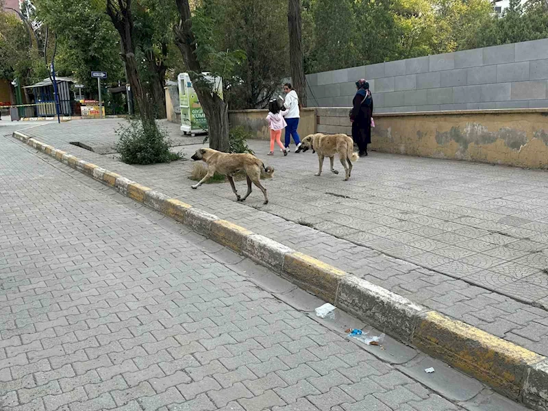 Kağızman’da başıboş köpekler tehlike saçıyor
