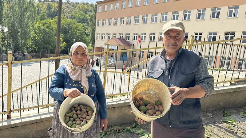 Okul yolunda ceviz ikramı
