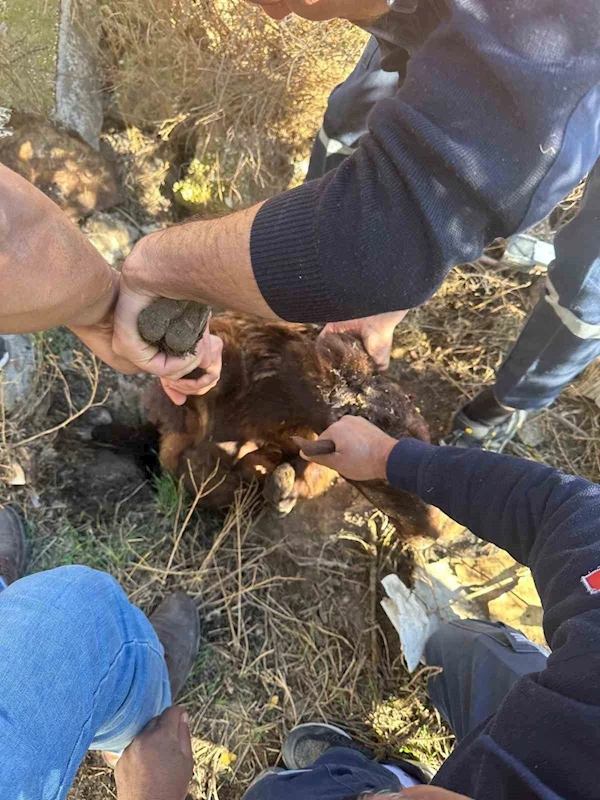 Iğdır’da kuyuya düşen koyun kurtarıldı
