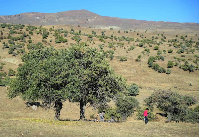 110 bin Ahlat ağacı turizme kazandırılmayı bekliyor
