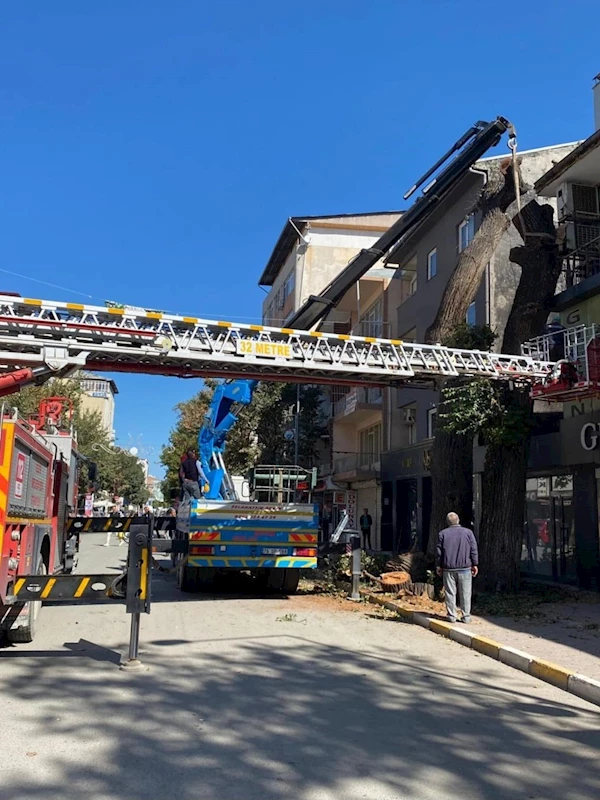 Iğdır’da tehlike arz eden ağaçlara müdahale
