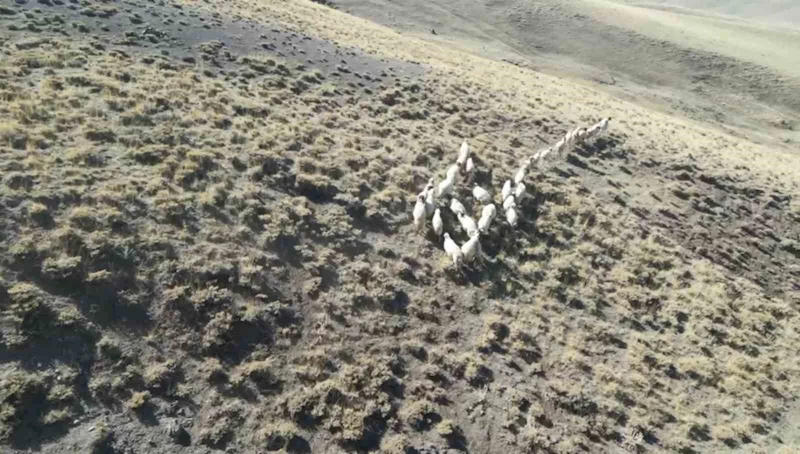 Vanlı öğretmen dronla 30 kayıp koyunu buldu