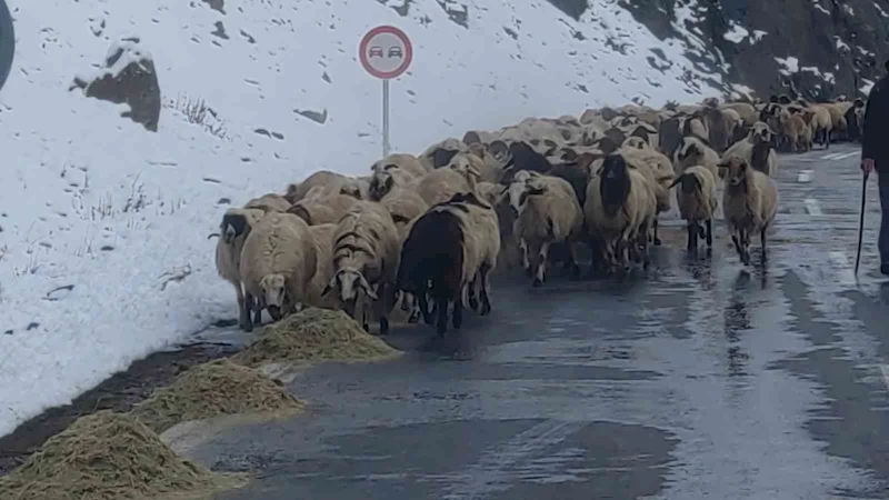 Van’da besicilerin zorlu kış mesaisi başladı
