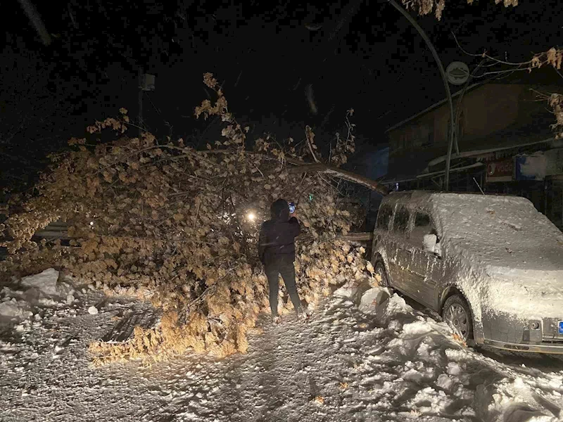 Tunceli’de fırtına, ağaçları devirdi
