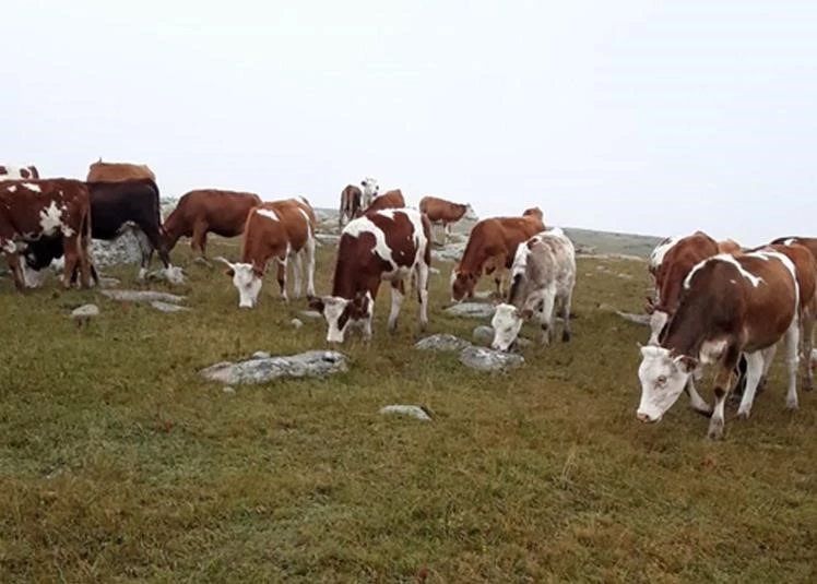 Ardahan’da kaybolan hayvanları Jandarma buldu
