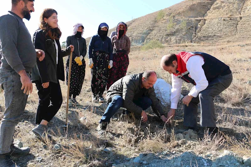 Erzincan’da Tuz Çalısı Ormanı kuruldu
