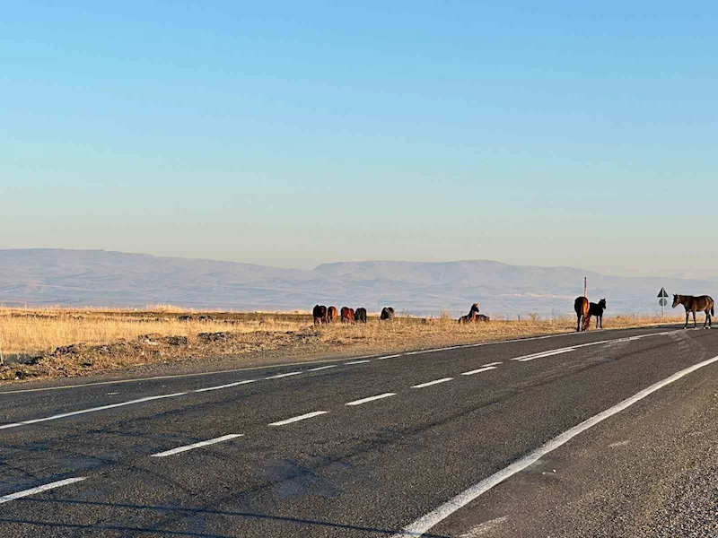 Başıboş atlar tehlike saçıyor
