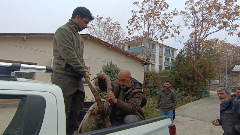 Yaralı bulunan yaban keçisinin imdadına DKMP ekipleri yetişti
