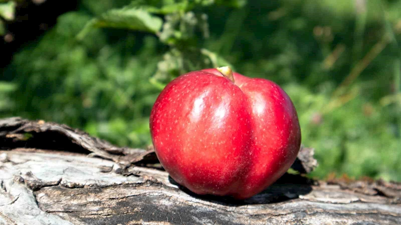 Posof Elması, Posoflu kadınlarla yaygınlaşacak
