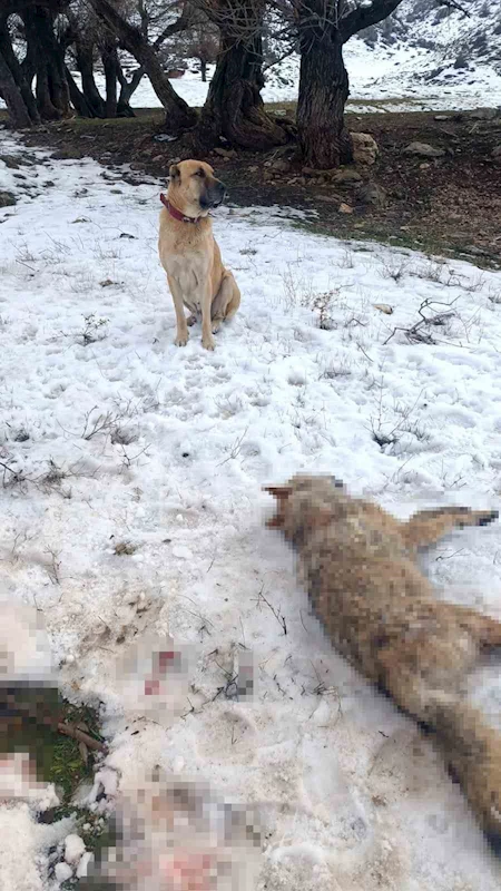 Sürüye saldıran kurdu çoban köpekleri telef etti
