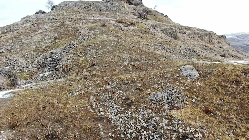 Elazığ’daki Palu Kalesi’nde dağ keçileri dronla havadan görüntülendi
