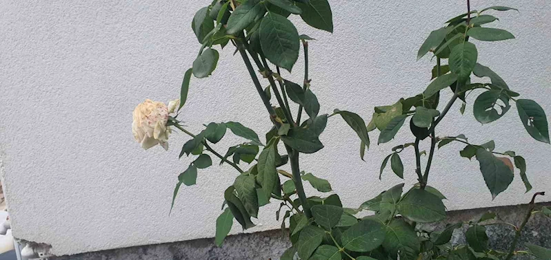 Elazığ’da kış mevsiminde gül ağacı çiçek açtı
