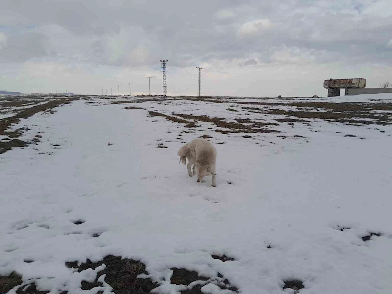 Köpeğin dronla imtihanı
