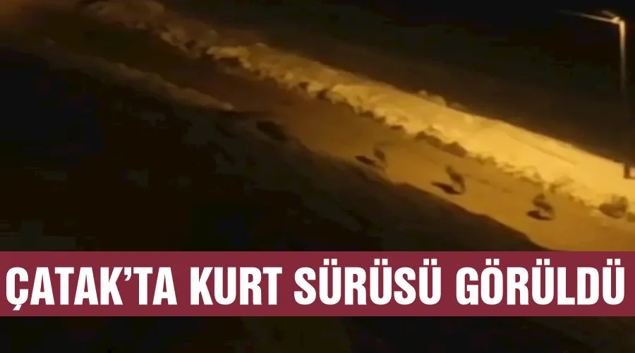 Çatak’ta kurt sürüsü görüldü