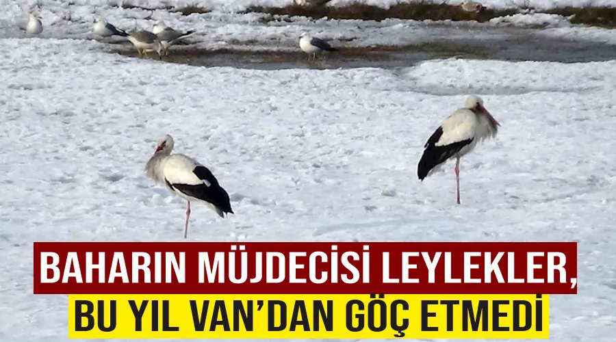 Baharın müjdecisi leylekler, bu yıl Van’dan göç etmedi