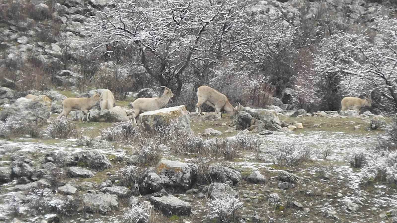 Dağ keçilerinin tuzu muhtardan
