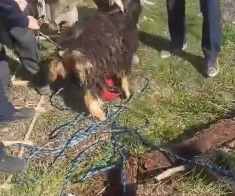 Elazığ’da 12 metrelik kuyuya düşen keçi kurtarıldı
