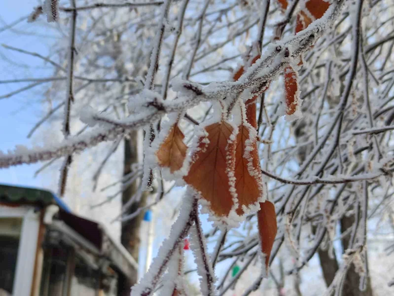 Ardahan buz kesti, ağaçlar kırağı tuttu
