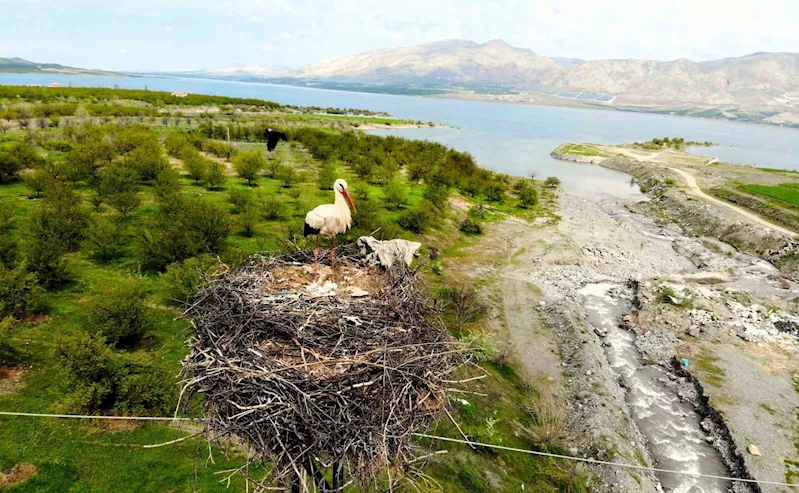 Leylekler Kale ilçesini mekan tuttu
