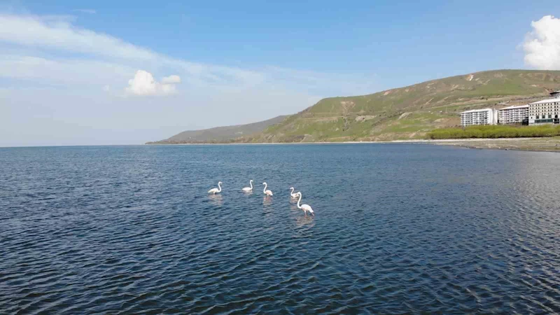 Tatvan’da flamingolar görsel şölen oluşturdu
