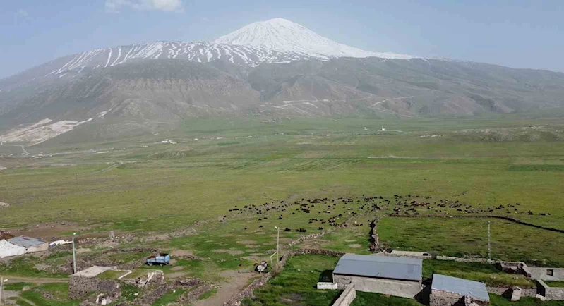 Ağrı Dağı eteklerinde beslenen küçükbaş hayvan sürüleri havadan görüntülendi
