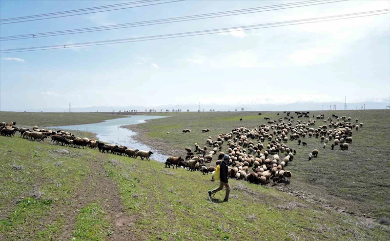 Muş Ovası oğlak ve kuzuların sesiyle şenlendi
