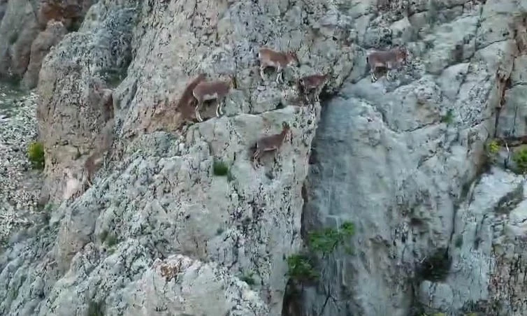 Nesli tükenme altındaki dağ keçileri, Palu Kalesi’nde dronla görüntülendi
