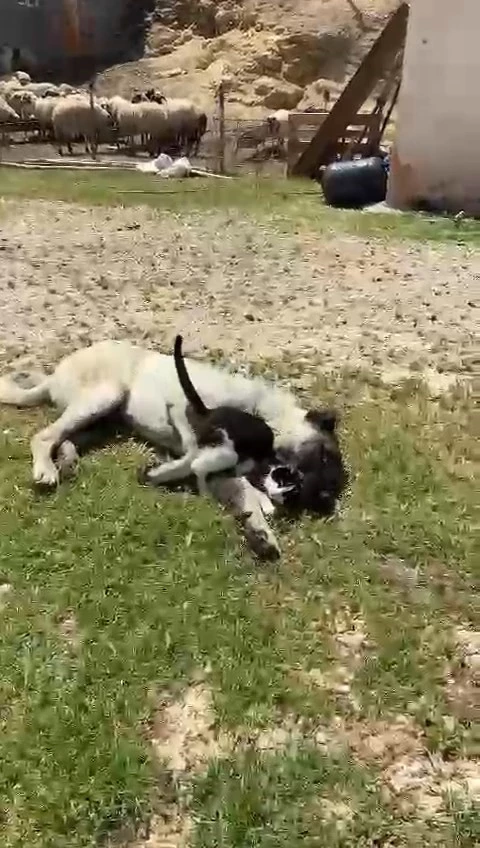 Elazığ’da kedi ile kangalın dostluğu tebessüm ettirdi
