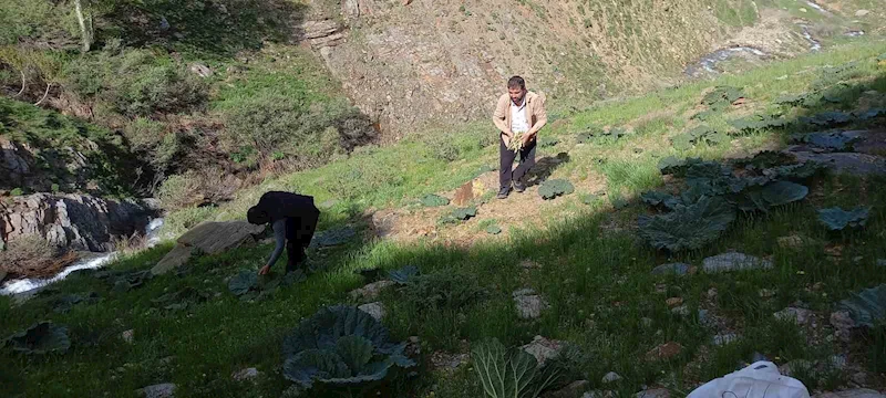 Bitlis’te zorlu yayla muzu mesaisi başladı
