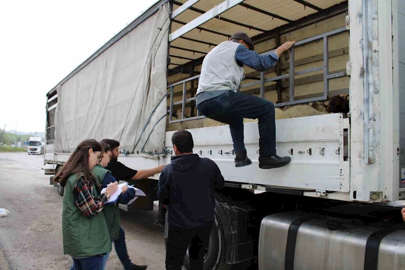 Erzincan’da kurbanlık sevkine sıkı denetim
