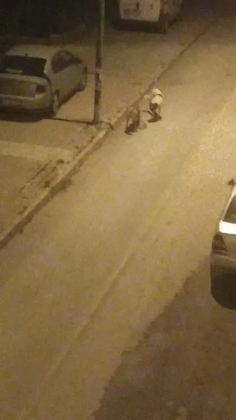 Elazığ’da sokak köpekleri kediyi parçaladı
