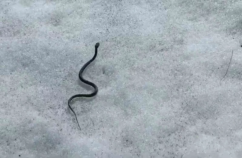 Van’da zehirli kocabaş engerek yılanı görüntülendi

