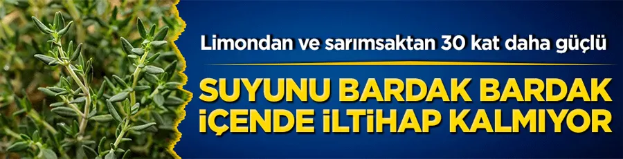 Kekik Suyunun Şaşırtıcı Faydaları: Limon ve Sarımsaktan 30 Kat Daha Güçlü! 