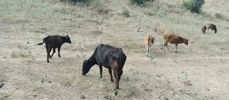 Derecik’te kayıp inekler 4 gün sonra bulundu
