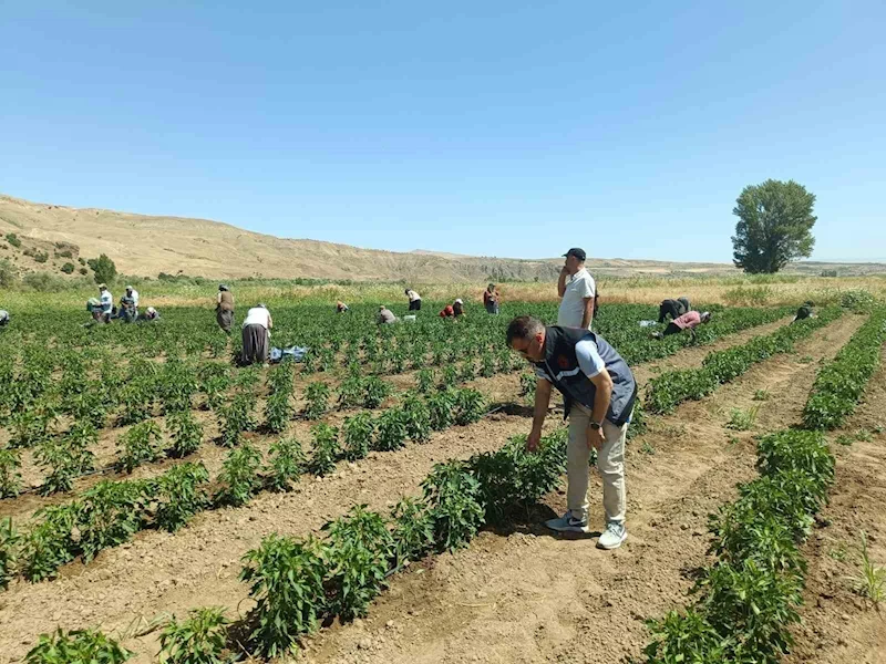 Elazığ’da 40 dekarlık alanda sebze hasadı
