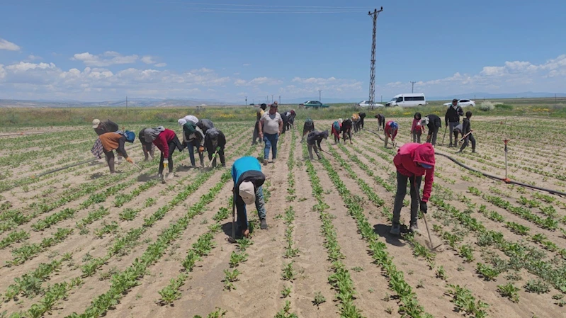 Mevsimlik tarım işçileri ekmek parası için ter döküyor
