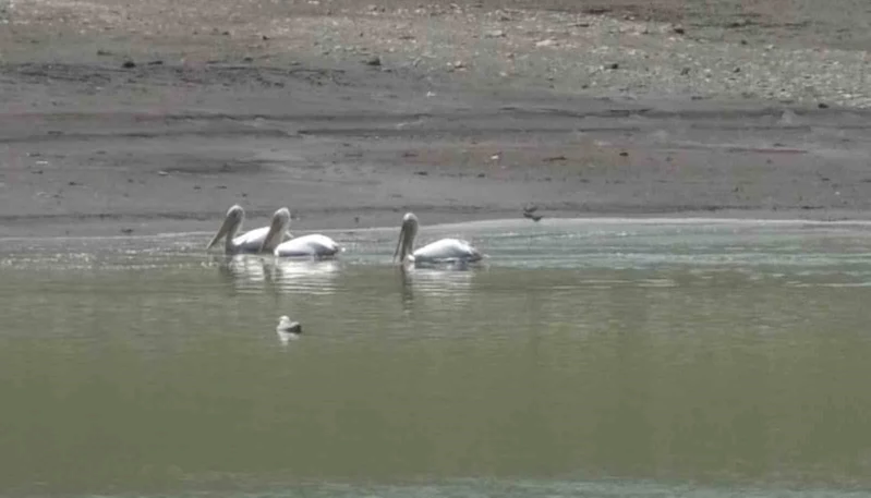 Kars’ta pelikan ve karabatakların yiyecek araması kamerada
