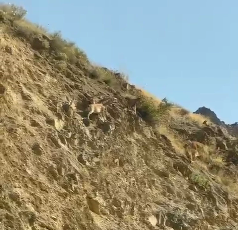 Dağ keçileri Sümbül Mahallesi’ni mesken tuttu
