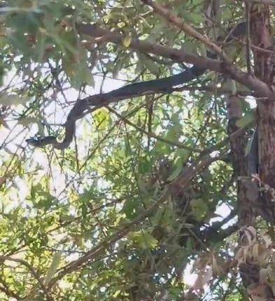 Ağaçta kuş avına çıkan 3 metrelik yılan görüntülendi
