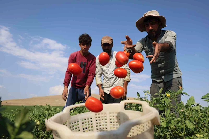 3 bin dönüme domates eken üretici vatandaşlara seslendi: ’’Gelin tarladan 8 liraya alın’’
