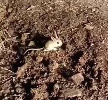 Elazığ’da kırmızı listede yer alan Arap tavşanı görüntülendi
