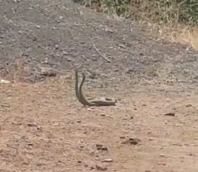 Köyün ortasında dans eden yılanlar kameraya yansıdı
