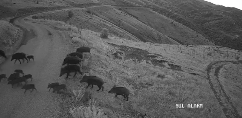 Elazığ’da yiyecek arayan domuz sürüsü kamerada
