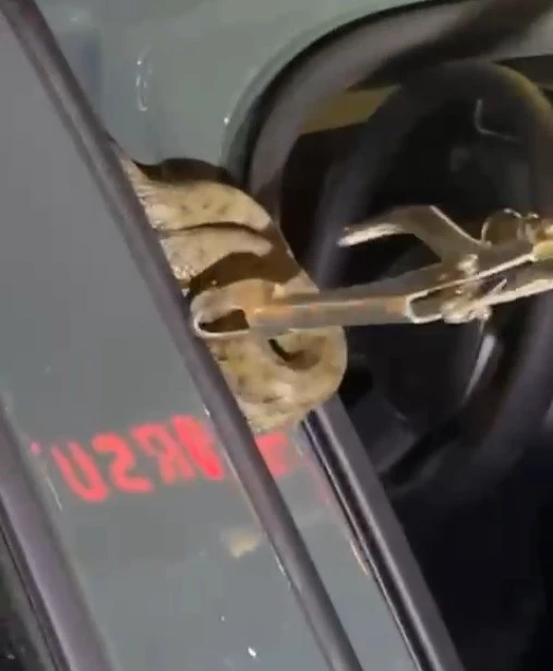 Arabaya giren yılanı itfaiye ekipleri çıkardı
