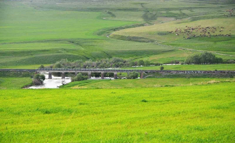 Erzurum mera ve çayır zengini
