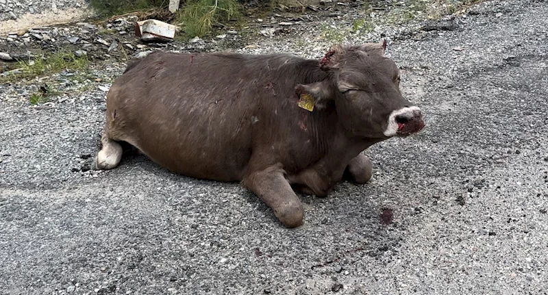 500 metrelik kayalıktan düşen inek ağır yaralandı
