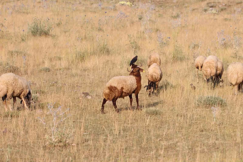 Koyunların üzerine konarak beslenen kuşlar ilginç görüntüler oluşturuyor