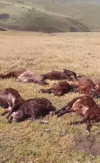 Iğdır’da yıldırım düşmesi sonucu, 2 kardeş yaralandı 20 koyun telef oldu

