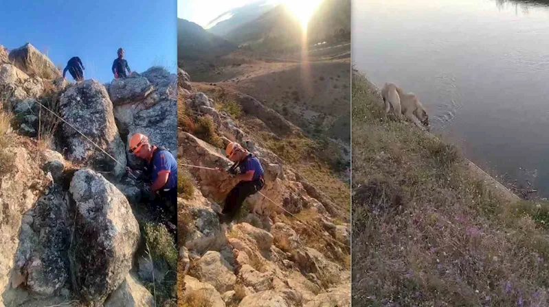 Kayalıklarda 5 gün mahsur kalan köpeği AFAD kurtardı
